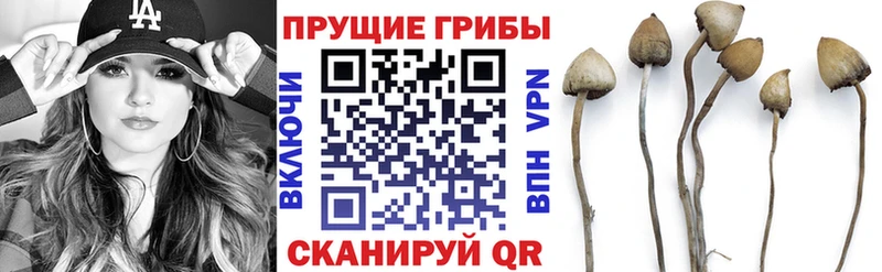 Галлюциногенные грибы Cubensis  как найти закладки  Сенгилей 